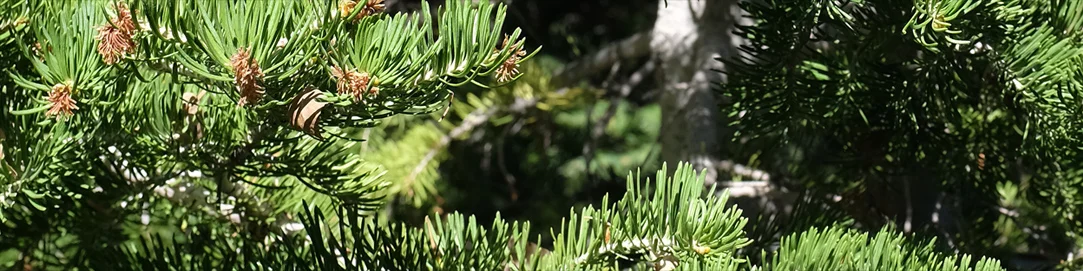 Branches on a pine tree.